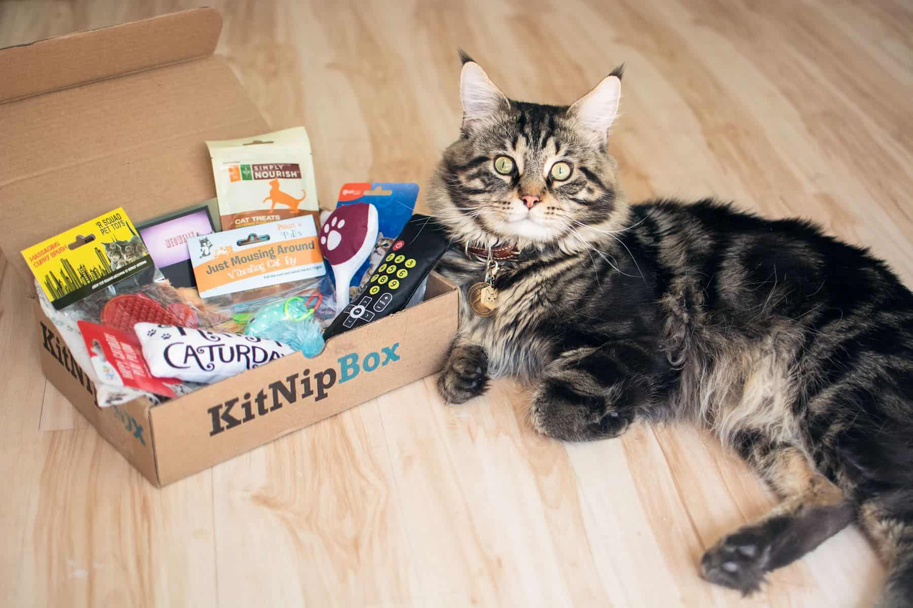 cat toy box with holes