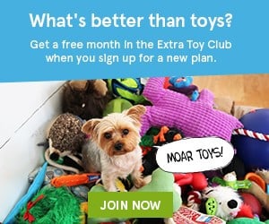 dog toy club