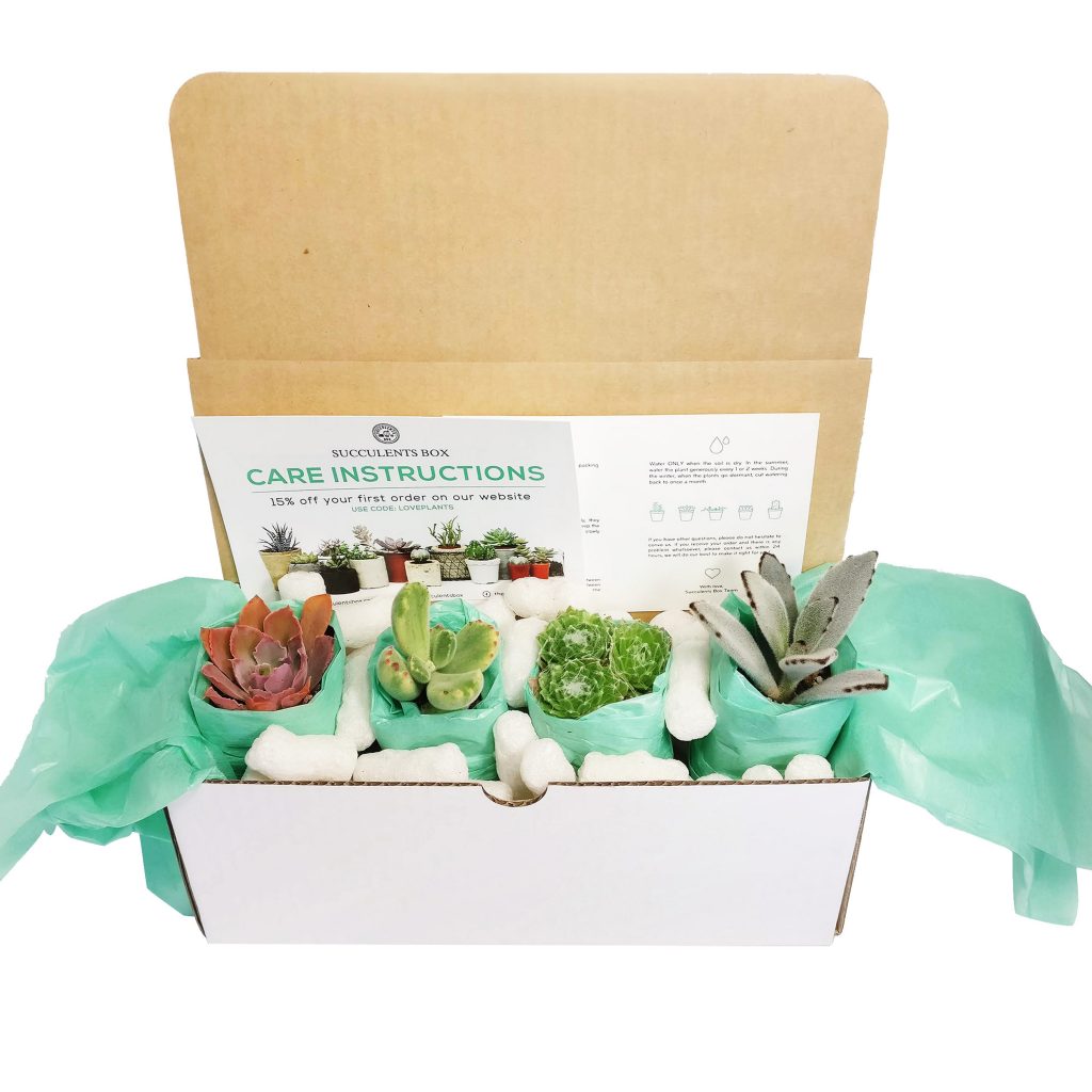 Succulent Box | Find Subscription Boxes